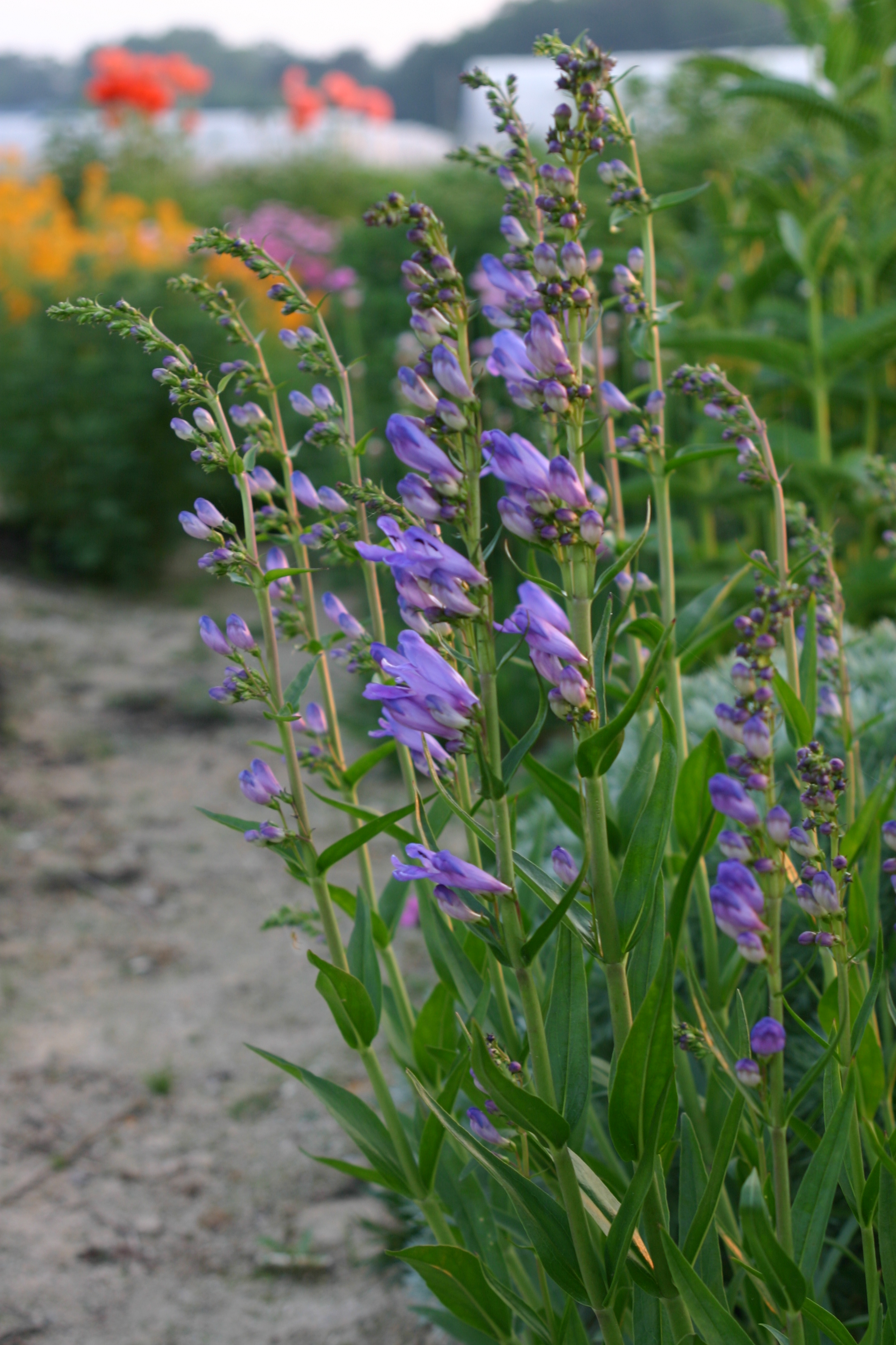 Penstemon strictus 'Rocky Mountain'